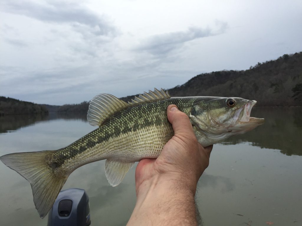 spotted bass - crazy nibble